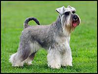 are schnauzers born with a long tail