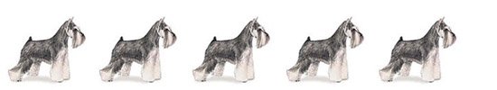 AKC Miniature Schnauzer rows