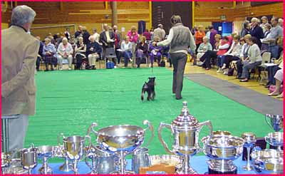 Miniature Schnauzer Club Championship Show arena