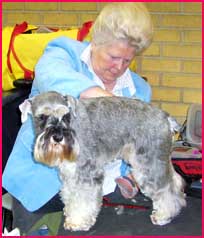 Miniature Schnauzer Club Show mini schnauzer grooming