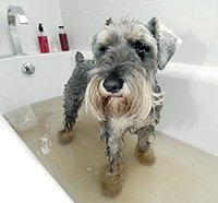 Schnauzer Bumps