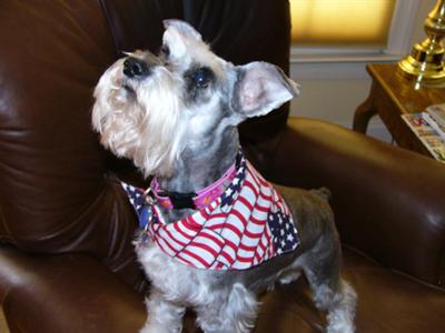 Bella the happy rescue Schnauzer