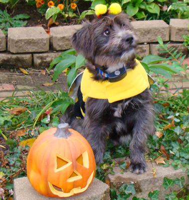 Pumpkin Schnauzer 