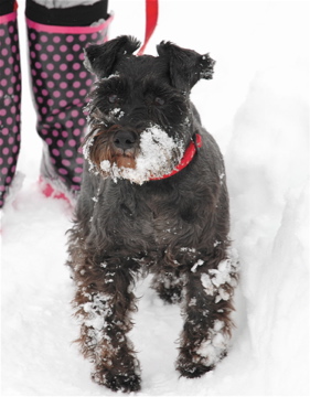 Jet in the Snow