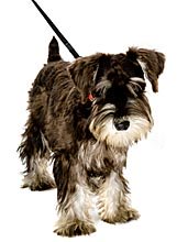 miniature schnauzer exercise is important