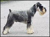 miniature schnauzer tail docking age