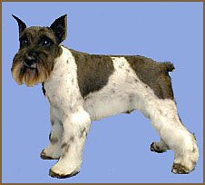 parti schnauzer colors