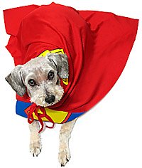 Schnoodle  - savior or scoundrel?