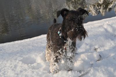 Stanley's First Snow