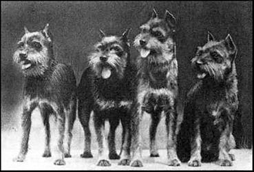 Miniature Schnauzer - Dog Breeds 